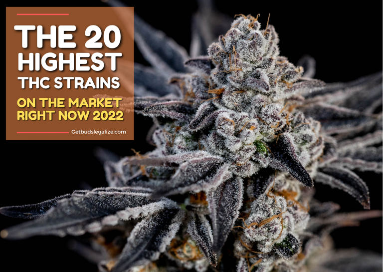 Top 20 Highest THC Strains On The Market Right Now⭐Update 2023⭐