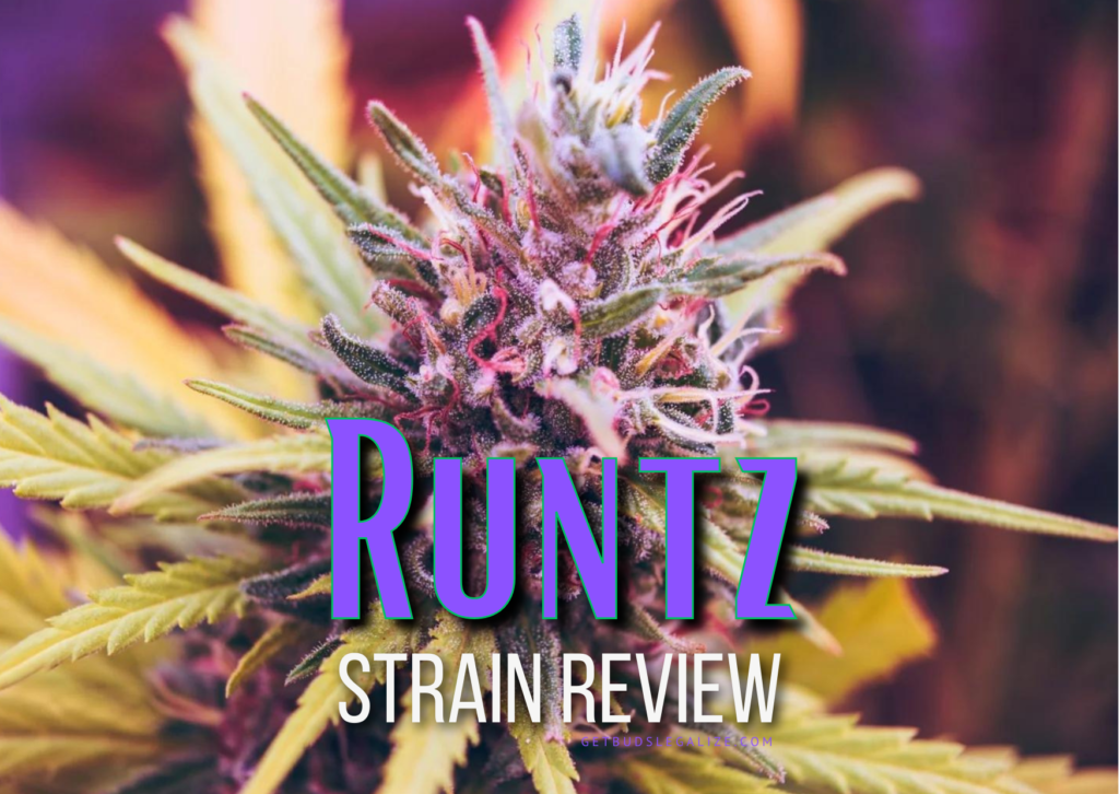 Runtz Strain Review & Growing Guide, marijuana, weed, cannabis seeds, ilgm
