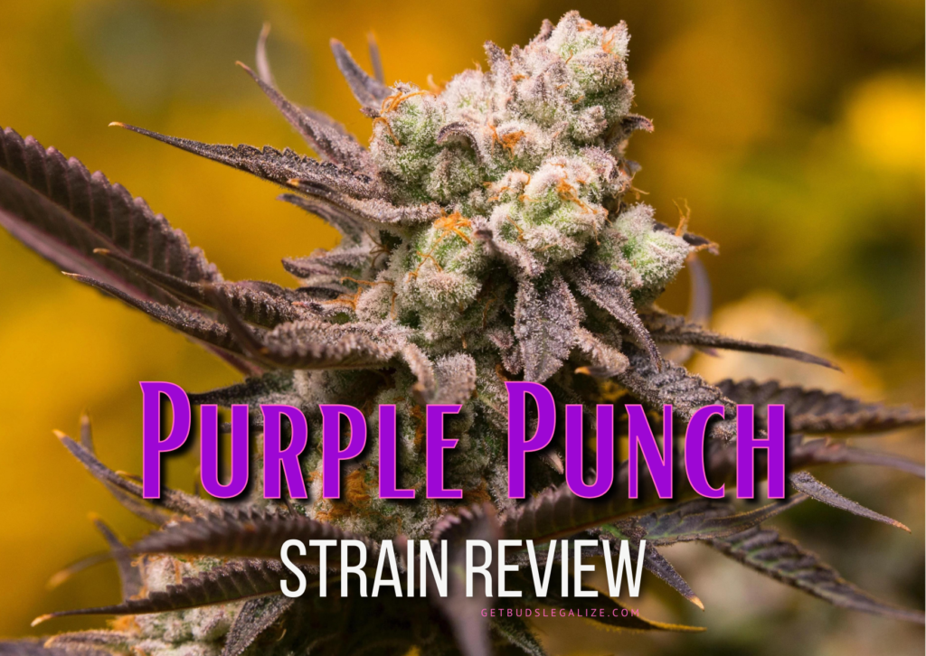Purple Punch Strain Review & Growing Guide, weed, marijuana, cannabis, seeds, crop king seeds, barneys farm, ilgm, seedsman