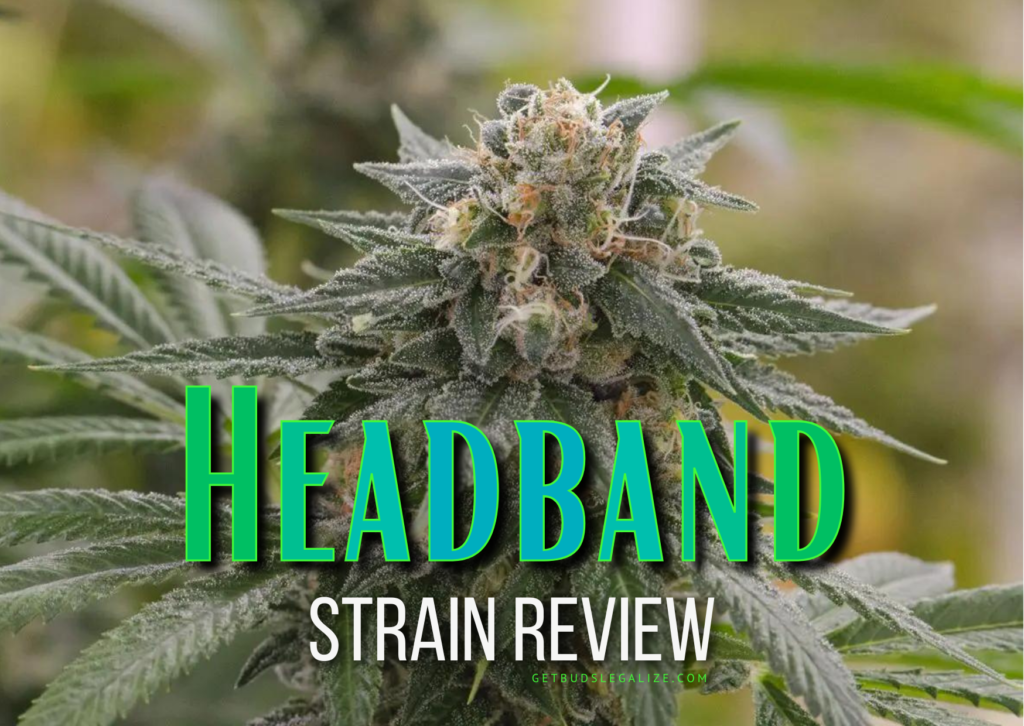 Headband Strain Review & Growing Guide, weed, marijuana, cannabis seeds