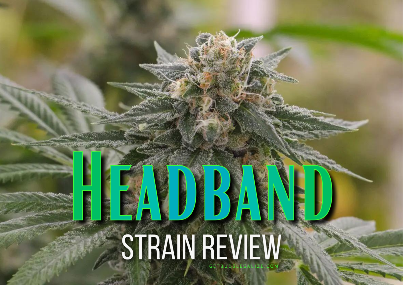 Headband Strain Review & Growing Guide | Unleash The Full Potential ...