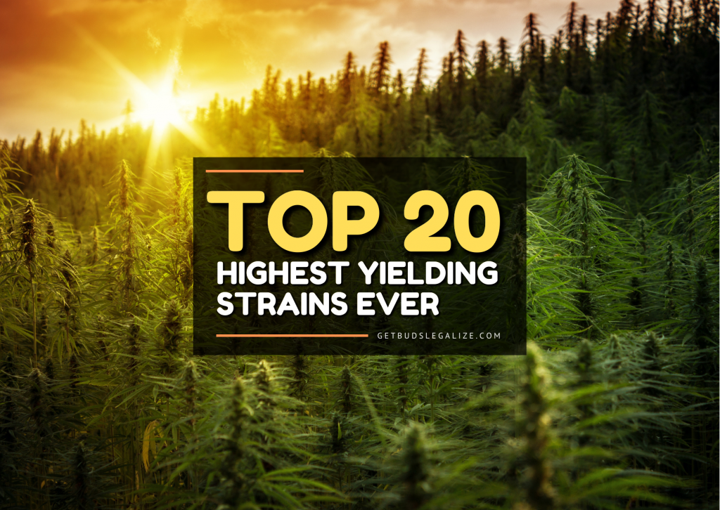 Top 20 Highest Yielding Strains Ever