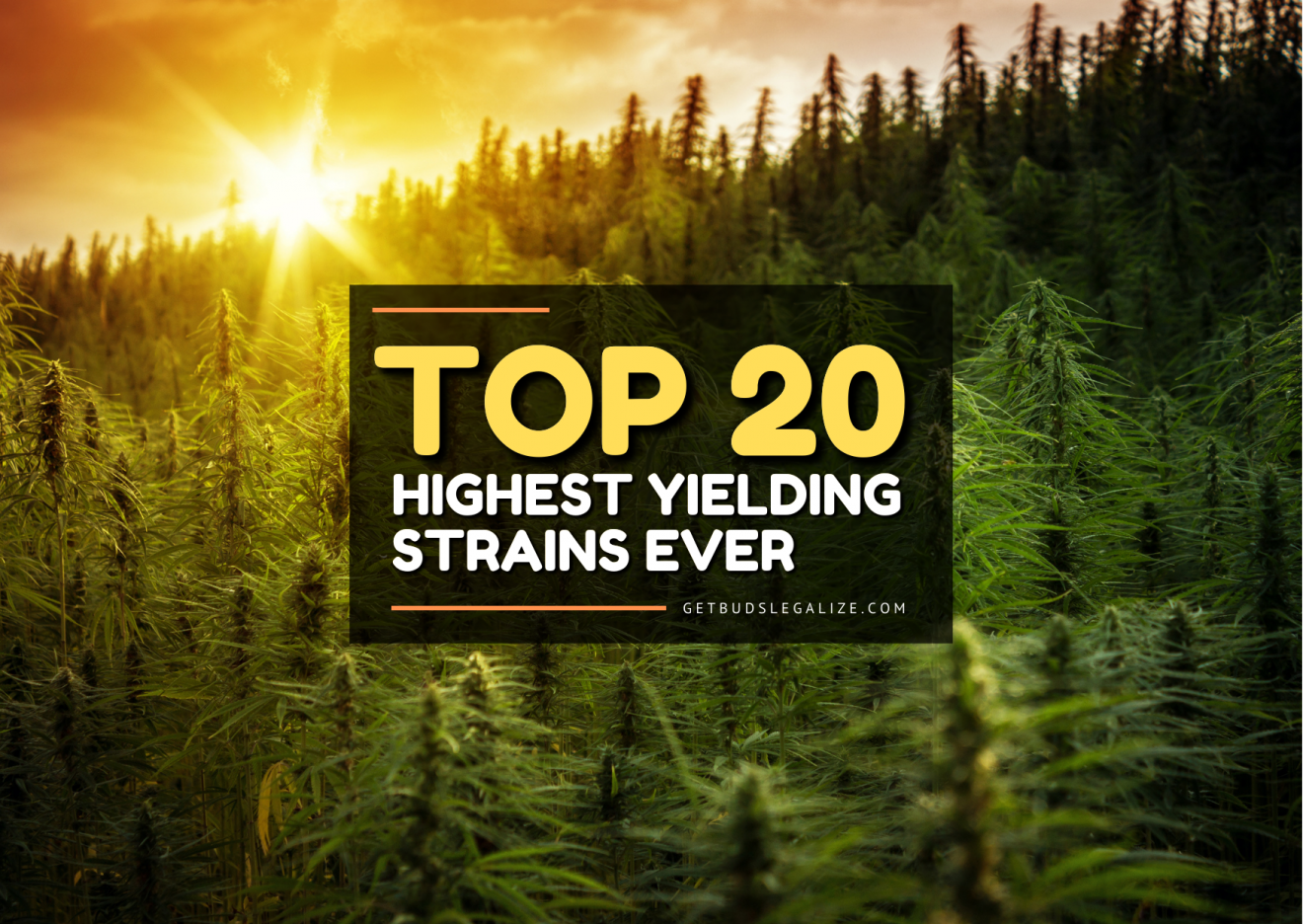 Top 20 Highest Yielding Strains Ever⭐Update January 2024⭐
