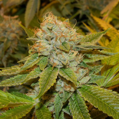 Headband Strain Review & Growing Guide | Unleash The Full Potential ...