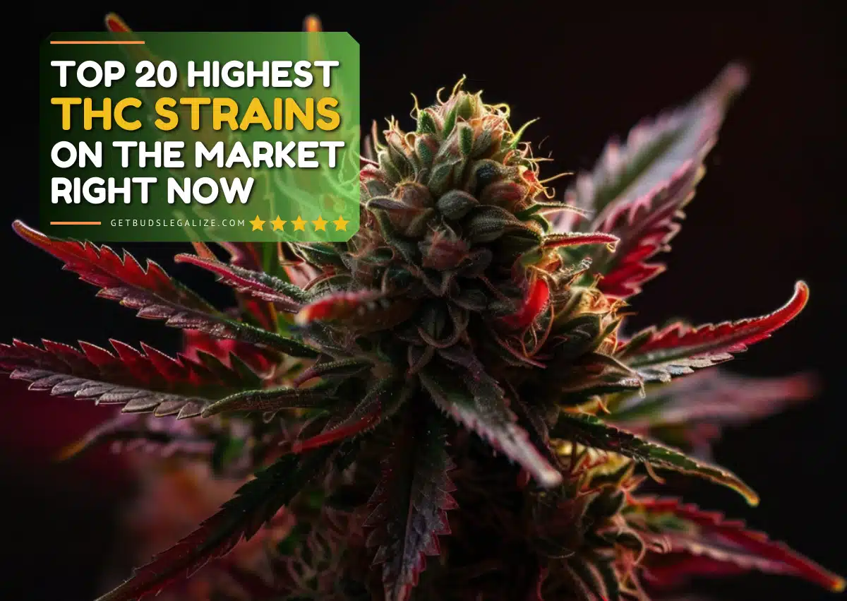 Top 20 Highest THC Strains On The Market Right Now