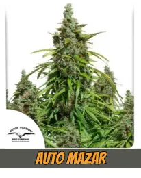 Auto Mazar DUTCH PASSION CANNABIS PLANT, SEEDS