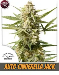 Auto Cinderella Jack DUTCH PASSION CANNABIS PLANT, SEEDS