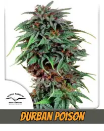 Durban Poison, DUTCH PASSION CANNABIS PLANT, SEEDS