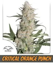 Critical Orange Punch, DUTCH PASSION CANNABIS PLANT, SEEDS