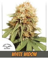 White Widow DUTCH PASSION CANNABIS PLANT, SEEDS