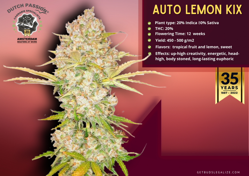 Dutch Passion Seed Company Review: Top 20 Strains You Must Try! 14 Auto Lemon Kix , Dutch Passion Seed Company