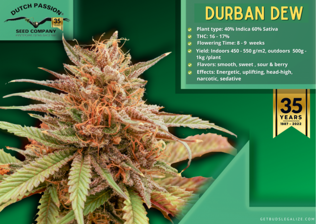 Durban Dew, Dutch Passion Seed Company