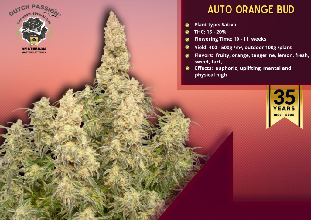 Auto Orange Bud, Dutch Passion Seed Company