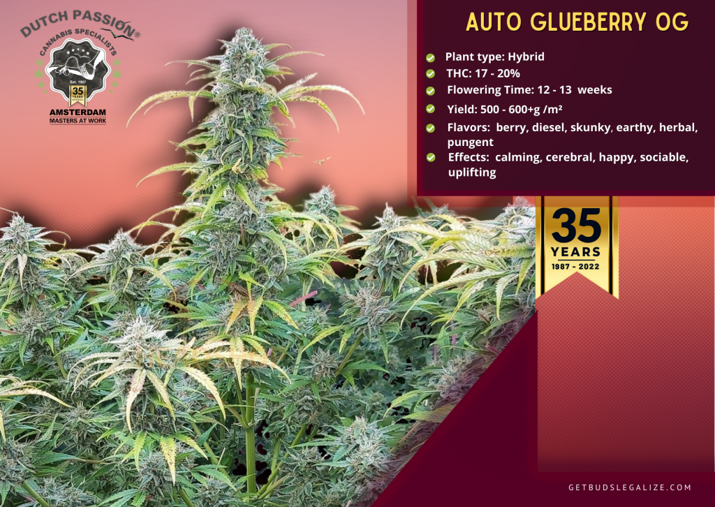 Auto Glueberry OG, Dutch Passion Seed Company