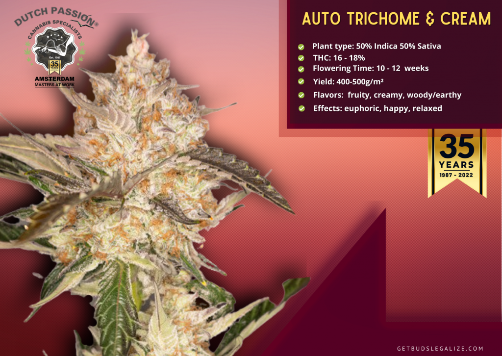 Auto Trichome & Cream , Dutch Passion Seed Company