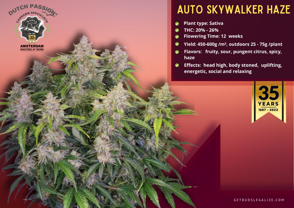 Dutch Passion Seed Company Review: Top 20 Strains You Must Try! 19 Auto Skywalker Haze , Dutch Passion Seed Company