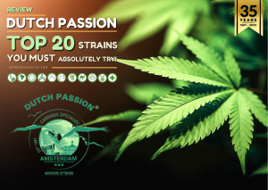 Dutch Passion Seed Company Review: The Best 20 Strains You Must Try!