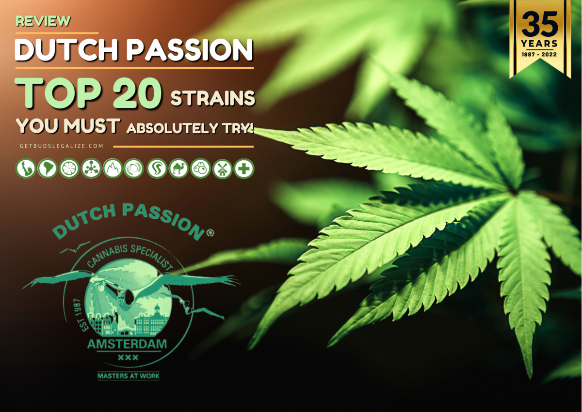 Dutch Passion Seed Company Review: Top 20 Strains You Must Absolutely Try!