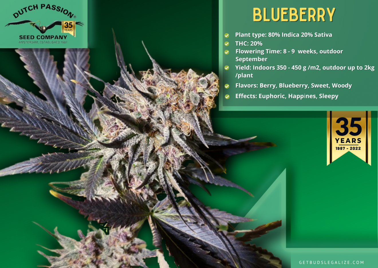 Dutch Passion Seed Company⭐Top 20 Strains You Must Try⭐2023