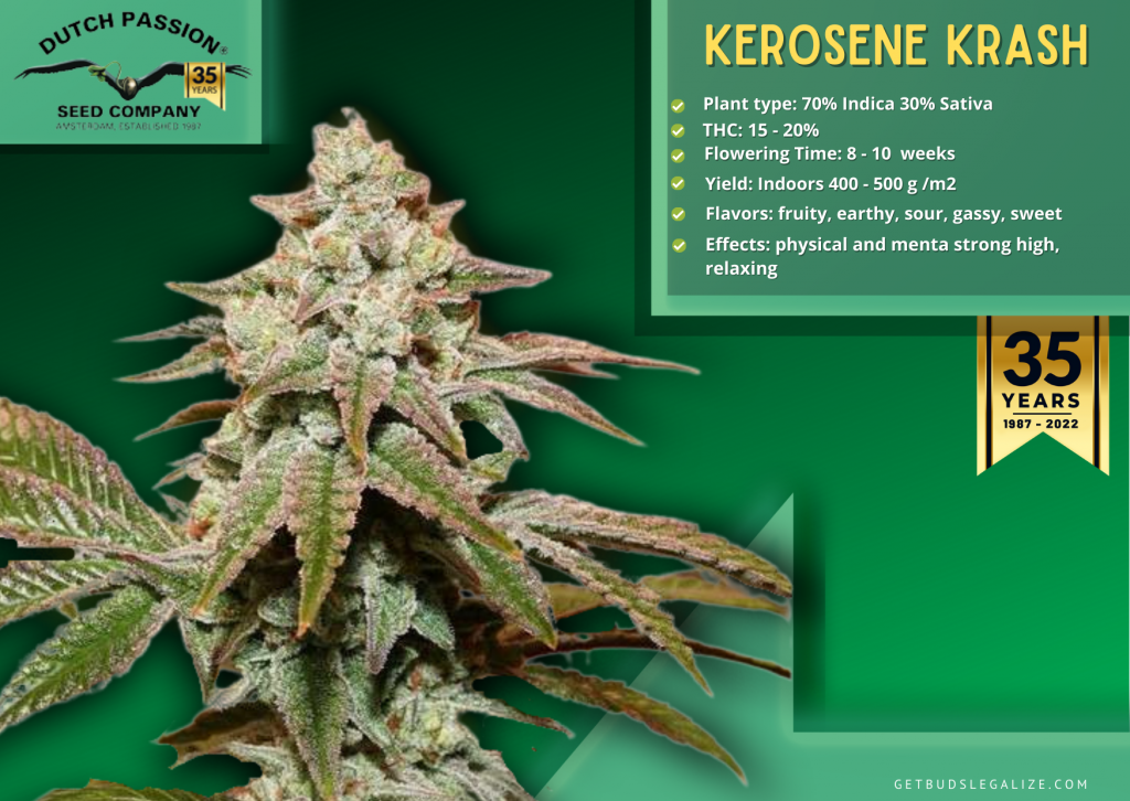Kerosene Krash, Dutch Passion Seed Company