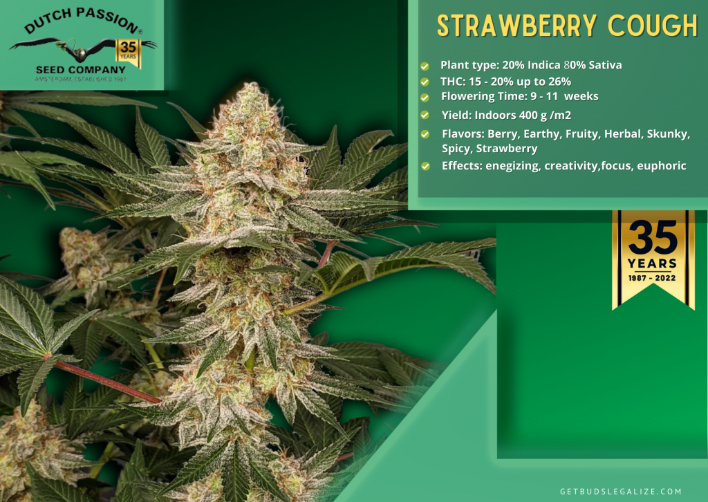 Strawberry Cough, , Dutch Passion Seed Company