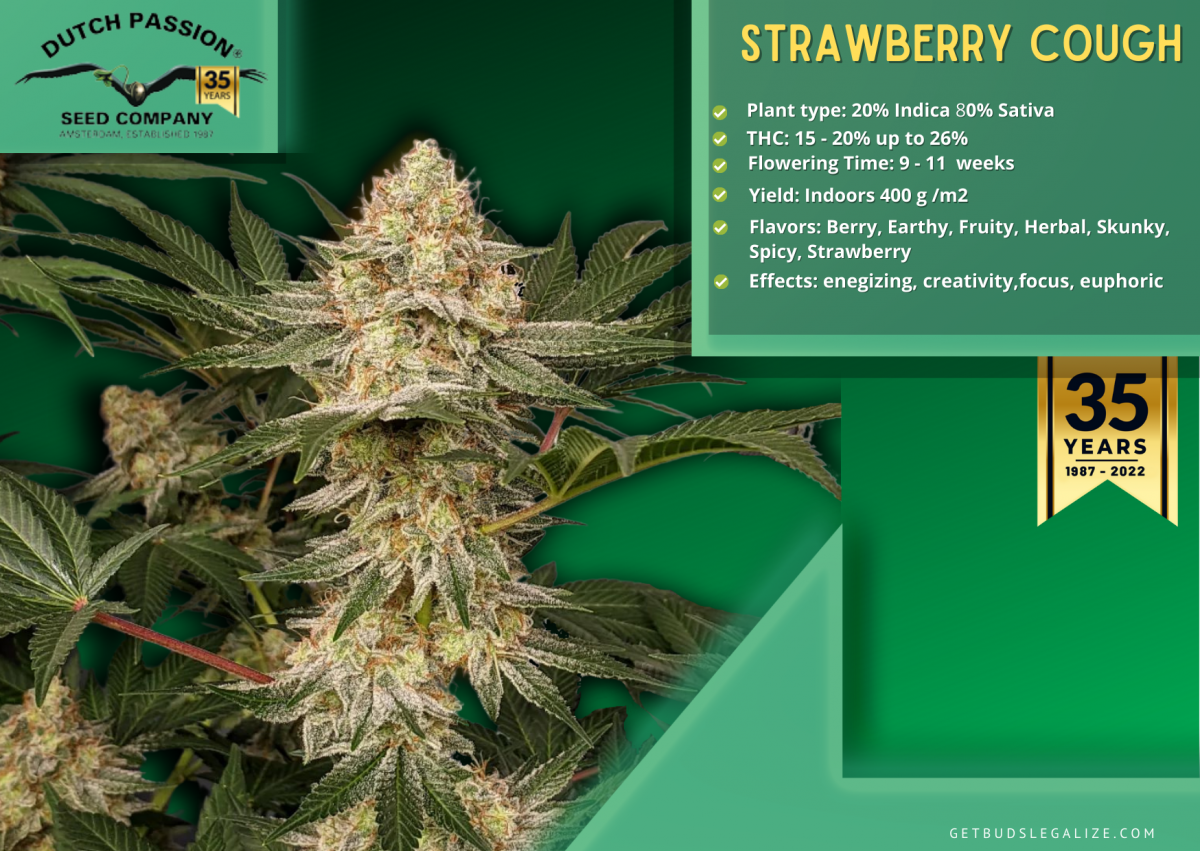 Dutch Passion Seed Company⭐Top 20 Strains You Must Try⭐2024