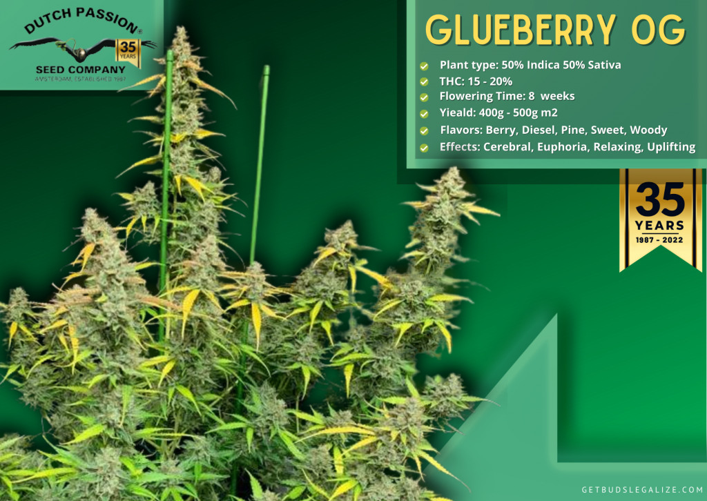 Glueberry OG Dutch Passion Seed Company review