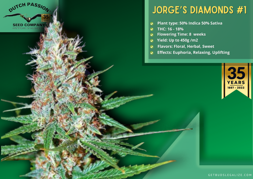 Jorge’s Diamonds #1, Dutch passion Seed Company