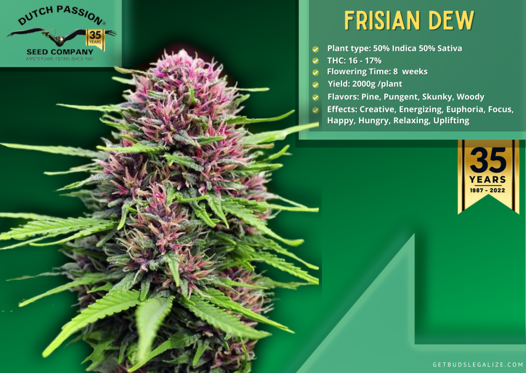 Frisian Dew, Dutch Passion Seed Company
