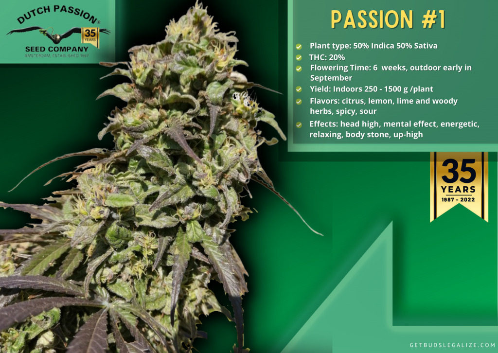 Passion #1, Dutch Passion seed company