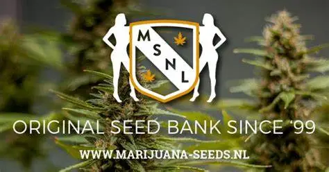 msnl seed bank banner, weed, marijuana, cannabis seeds for sale