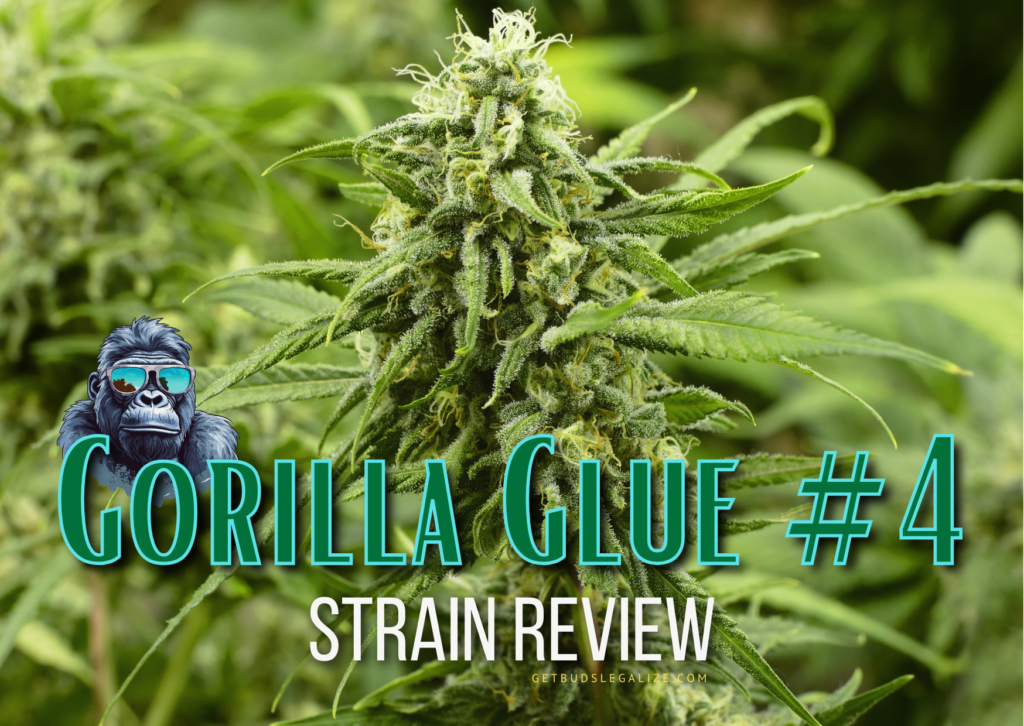 Gorilla Glue 4 Strain Review & Growing Guide (Aka GG 4 or Original Glue), cannabis, marijuana, weed, pot, seeds ILGM