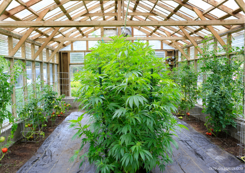 Grow Cannabis in Thailand Legally