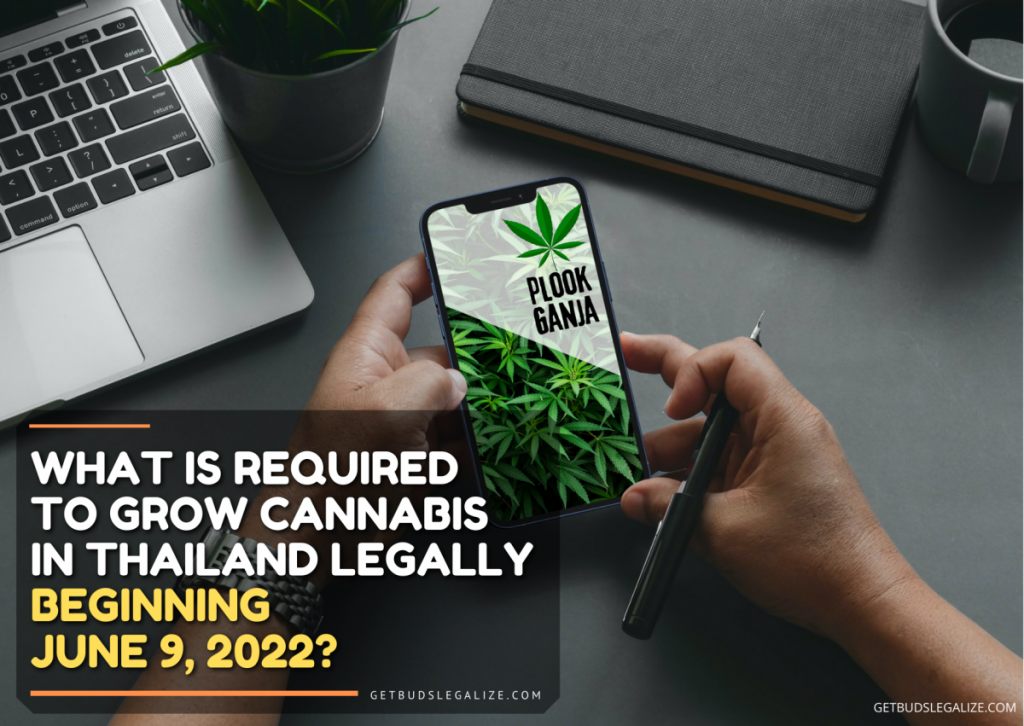 Grow Cannabis In Thailand Legally! Download The "Plook Ganja" App - June 9, 2022