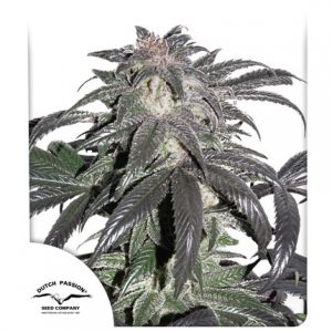 Bubba Island Kush, Dutch Passion seed company