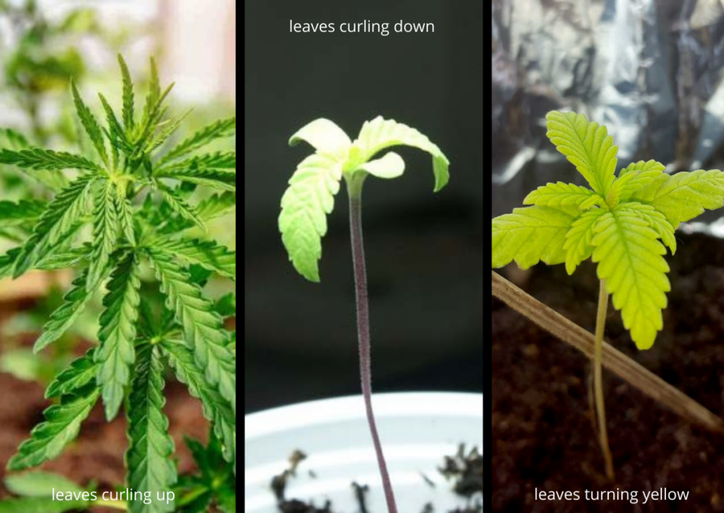 CANNABIS SEEDLING STAGE TIPS -cannabis seedling leaves curling problem and yellowing