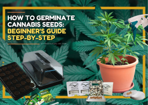 How To Germinate Cannabis Seeds: Beginner’s Guide Step-by-Step