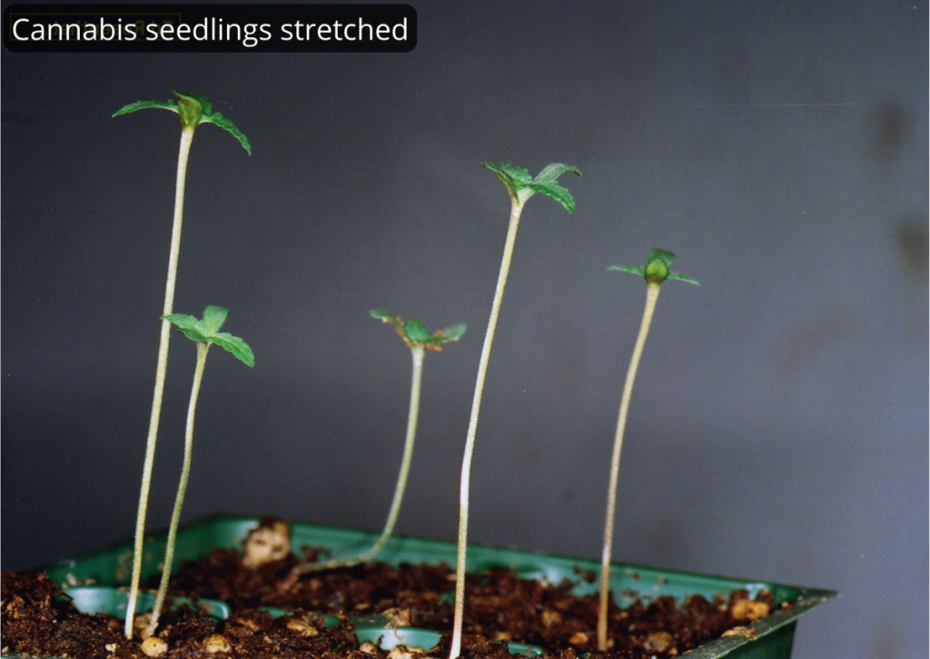 Cannabis seedlings stretched, image source: edrosenthal.com