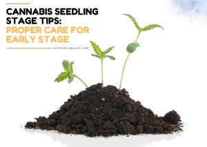 CANNABIS SEEDLING STAGE TIPS - PROPER CARE FOR EARLY STAGE