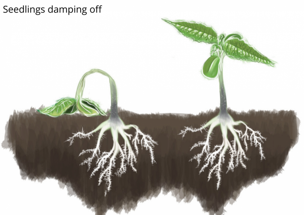 Cannabis Seedlings damping off
