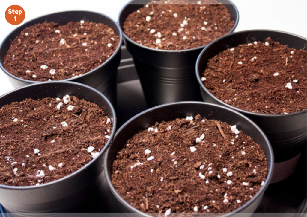 How to germinate cannabis seeds in cotton soil-Step 1: Prepare your soil