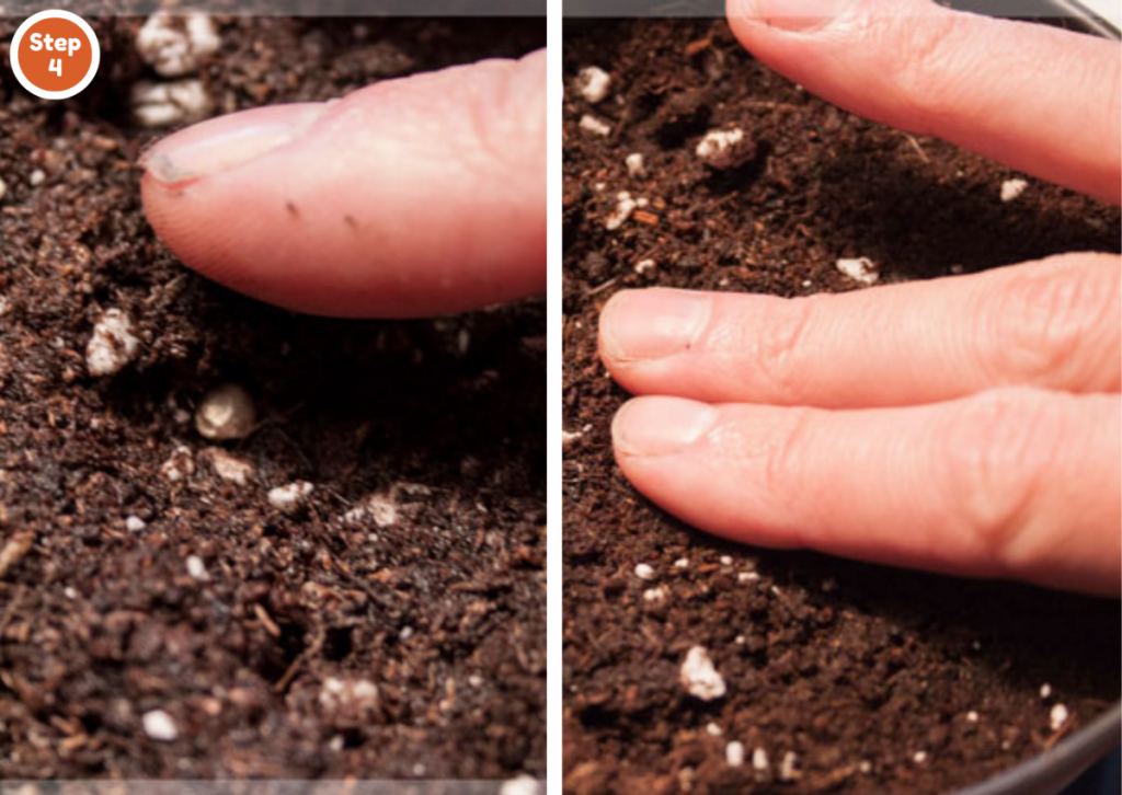 How to germinate cannabis seeds in cotton soil-Step 4: Cover the seed and press the soil gently