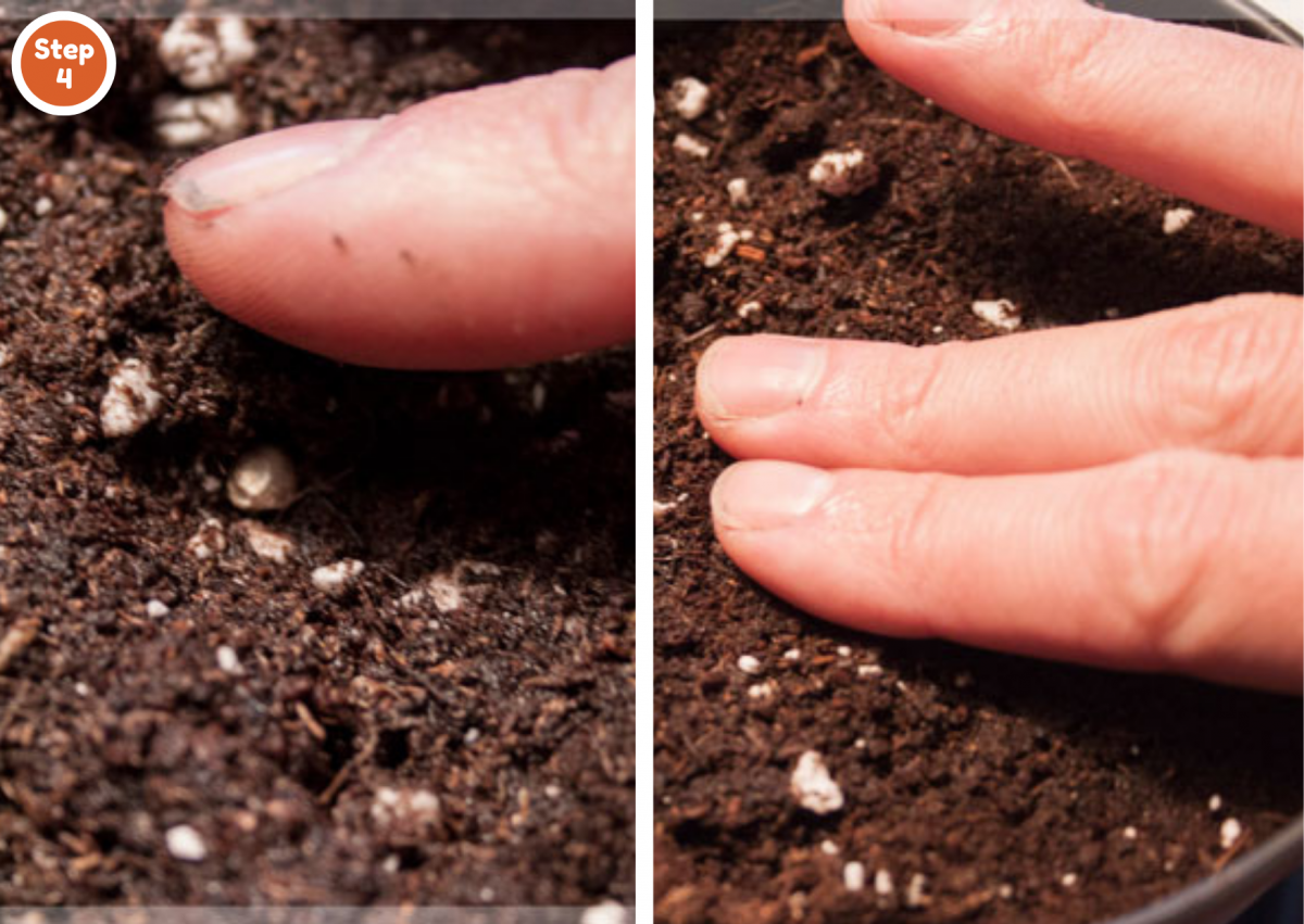 How To Germinate Cannabis Seeds: Beginner’s Guide Step-by-Step ...