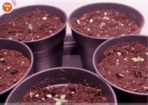 How To Germinate Cannabis Seeds: Beginner’s Guide Step-by-Step ...