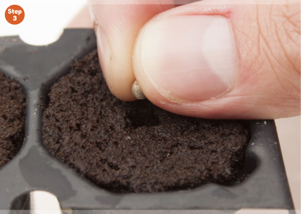 How to germinate marijuana seeds in RootIt Cubes? - Step 3: Place the marijuana