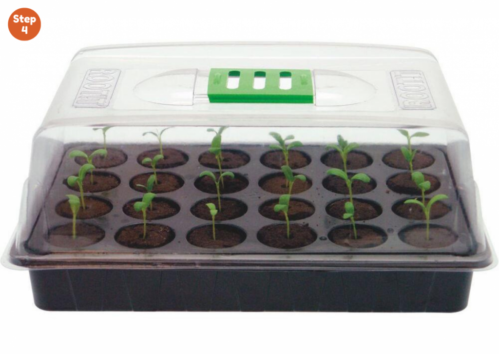 How to germinate marijuana seeds in RootIt Cubes? -Step 4: Wait until your seeds germinate