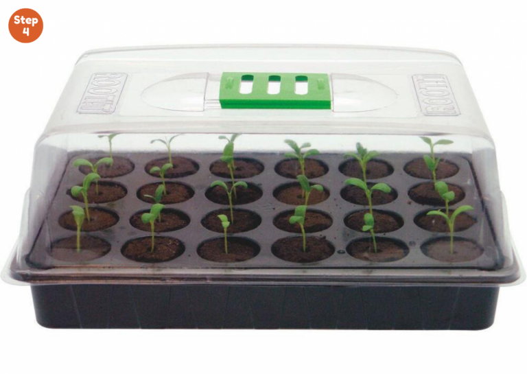 How To Germinate Cannabis Seeds: Beginner’s Guide Step-by-Step ...