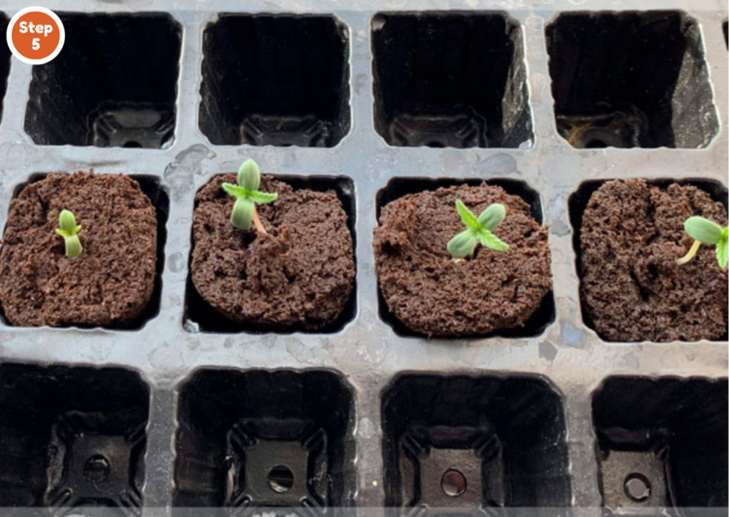 How to germinate marijuana seeds in RootIt Cubes? -Step 5: Watch your seedlings grow