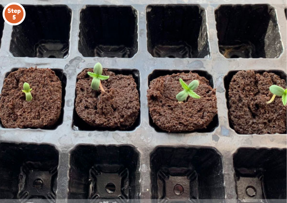 How To Germinate Cannabis Seeds: Beginner’s Guide Step-by-Step ...