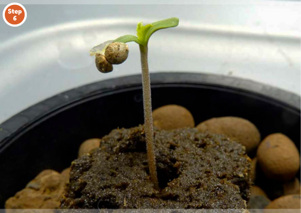How to germinate marijuana seeds in RootIt Cubes? -Step 6: Move the cube into the final growing medium